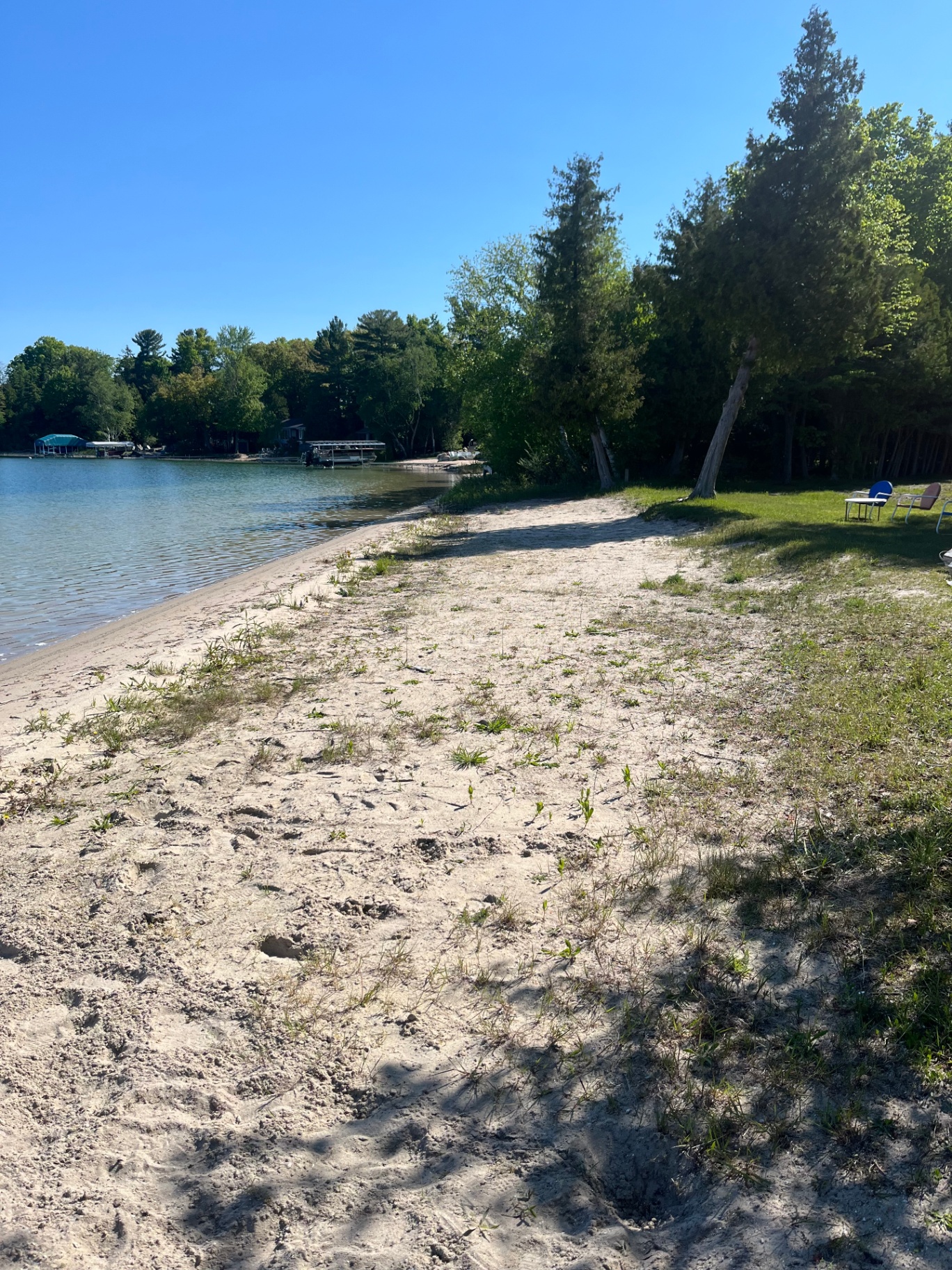 Overgrown shoreline before cleanup